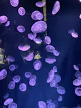 京都水族館に投稿された画像（2026/5/24）