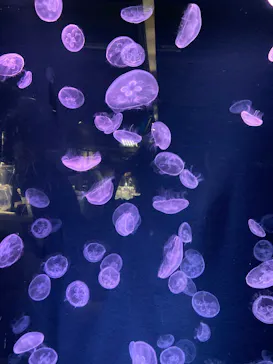 京都水族館に投稿された画像（2026/5/24）