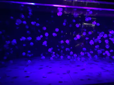 京都水族館に投稿された画像（2026/5/24）