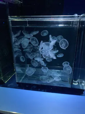 京都水族館に投稿された画像（2026/5/24）