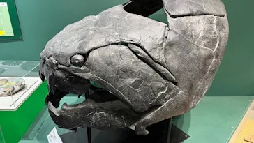 大絶滅展ー生命史のビッグファイブ（名古屋会場）に投稿された画像（2026/5/24）