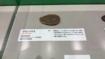 大絶滅展ー生命史のビッグファイブ（名古屋会場）に投稿された画像（2026/5/24）