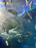 しながわ水族館に投稿された画像（2026/5/25）