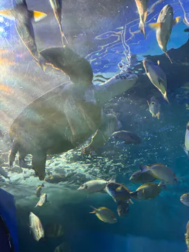 しながわ水族館に投稿された画像（2026/5/24）