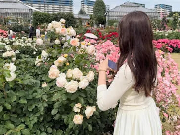 京成バラ園に投稿された画像（2026/5/24）