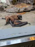 恩賜上野動物園に投稿された画像（2026/5/25）