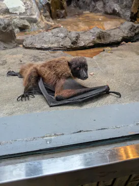 恩賜上野動物園に投稿された画像（2026/5/25）