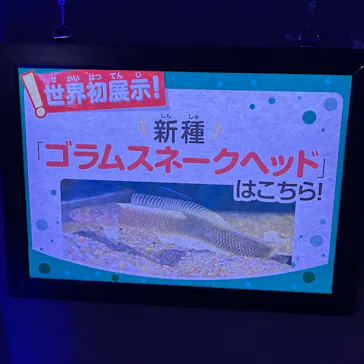 カワスイ 川崎⽔族館に投稿された画像（2026/5/25）