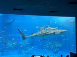 沖縄美ら海水族館に投稿された画像（2026/5/25）
