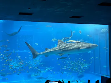 沖縄美ら海水族館に投稿された画像（2026/5/25）