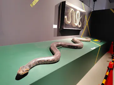 特別展「超危険生物展　科学で挑む生き物の本気」に投稿された画像（2026/5/25）