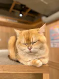 猫カフェモカ 梅田店に投稿された画像（2026/5/25）