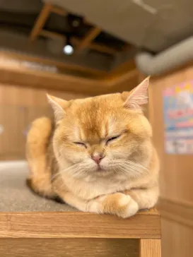 猫カフェモカ 梅田店に投稿された画像（2026/5/25）