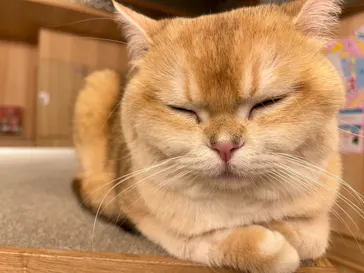 猫カフェモカ 梅田店に投稿された画像（2026/5/25）