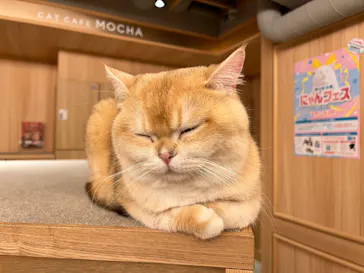 猫カフェモカ 梅田店に投稿された画像（2026/5/25）