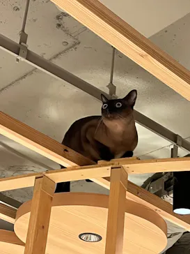 猫カフェモカ 梅田店に投稿された画像（2026/5/25）