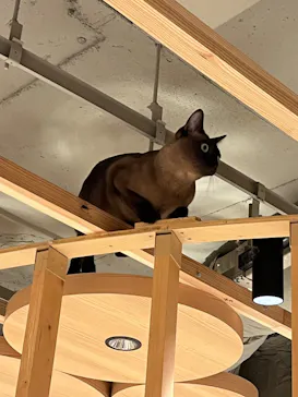 猫カフェモカ 梅田店に投稿された画像（2026/5/25）