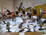 特別展「鳥 ～ゲノム解析が解き明かす新しい鳥類の系統～」に投稿された画像（2026/5/25）
