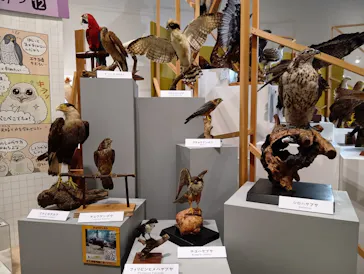 特別展「鳥 ～ゲノム解析が解き明かす新しい鳥類の系統～」に投稿された画像（2026/5/25）
