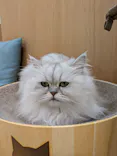 Cat Café MOFF イオンモール豊川店に投稿された画像（2026/5/25）