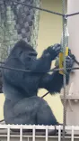 名古屋市東山動植物園に投稿された画像（2026/5/25）