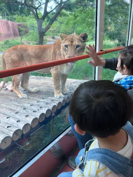 多摩動物公園 ライオンバス乗車券に投稿された画像（2026/5/25）