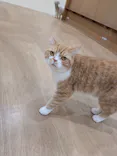 Cat Café MOFF イオンモール豊川店に投稿された画像（2026/5/25）