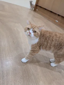 Cat Café MOFF イオンモール豊川店に投稿された画像（2026/5/25）