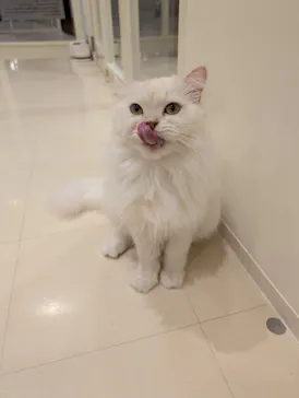 Cat Café MOFF イオンモール豊川店に投稿された画像（2026/5/25）