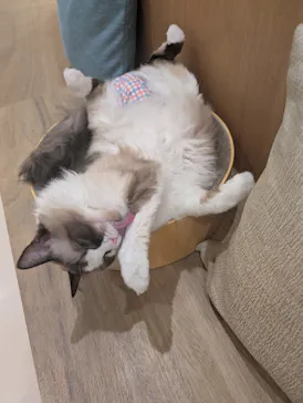Cat Café MOFF イオンモール豊川店に投稿された画像（2026/5/25）