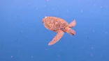 SHISHI石垣島（シシイシガキジマ）に投稿された画像（2026/5/25）
