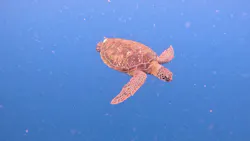 SHISHI石垣島（シシイシガキジマ）に投稿された画像（2026/5/25）
