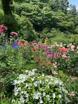 ACAO FORESTに投稿された画像（2026/5/25）