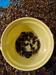 釣って見つけるぼうけんの国　豊橋店に投稿された画像（2026/5/25）