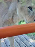 多摩動物公園 ライオンバス乗車券に投稿された画像（2026/5/25）