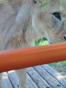 多摩動物公園 ライオンバス乗車券に投稿された画像（2026/5/25）