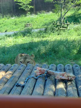 多摩動物公園 ライオンバス乗車券に投稿された画像（2026/5/25）