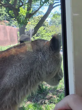 多摩動物公園 ライオンバス乗車券に投稿された画像（2026/5/25）