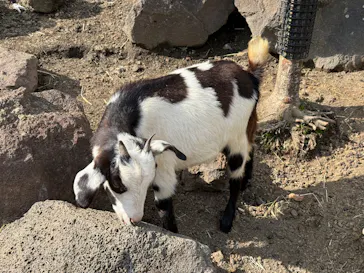 伊豆シャボテン動物公園に投稿された画像（2026/5/25）