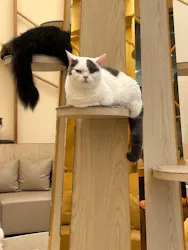 猫カフェモカ　イオンモール筑紫野店に投稿された画像（2026/5/25）