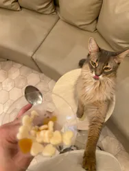 猫カフェモカ　イオンモール筑紫野店に投稿された画像（2026/5/25）