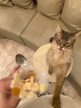 猫カフェモカ　イオンモール筑紫野店に投稿された画像（2026/5/25）