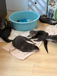 カワウソカフェ®️HARRY浅草店に投稿された画像（2026/5/25）