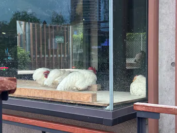 恩賜上野動物園に投稿された画像（2026/5/25）