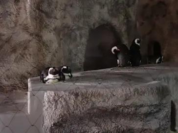 恩賜上野動物園に投稿された画像（2026/5/23）
