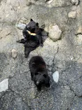 奥飛騨クマ牧場に投稿された画像（2026/5/25）
