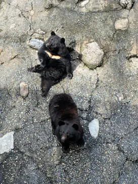 奥飛騨クマ牧場に投稿された画像（2026/5/25）