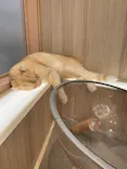 猫カフェモカ　イオンモール幕張新都心店に投稿された画像（2026/5/26）