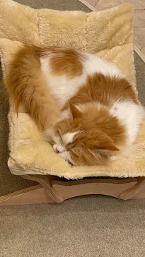 猫カフェモカ　イオンモール幕張新都心店に投稿された画像（2026/5/25）