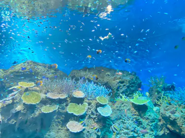 アクアワールド茨城県大洗水族館に投稿された画像（2026/5/26）